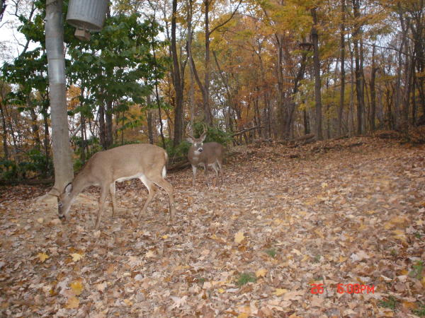 8 point buck and a spike